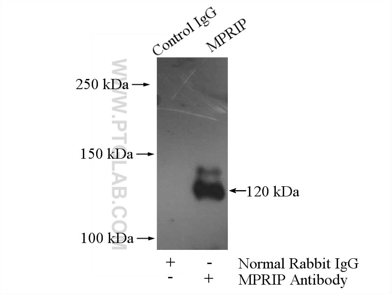 Immunoprecipitation (IP) experiment of SKOV-3 cells using MPRIP Polyclonal antibody (20040-1-AP)