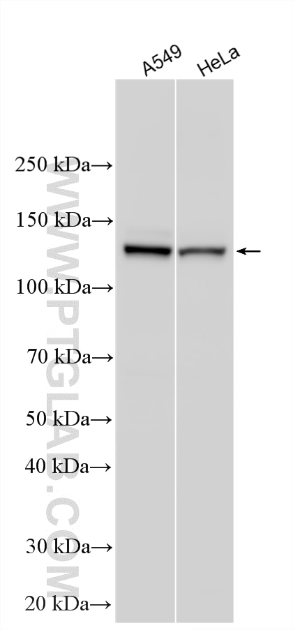 Western Blot (WB) analysis of various lysates using MPRIP Polyclonal antibody (20040-1-AP)