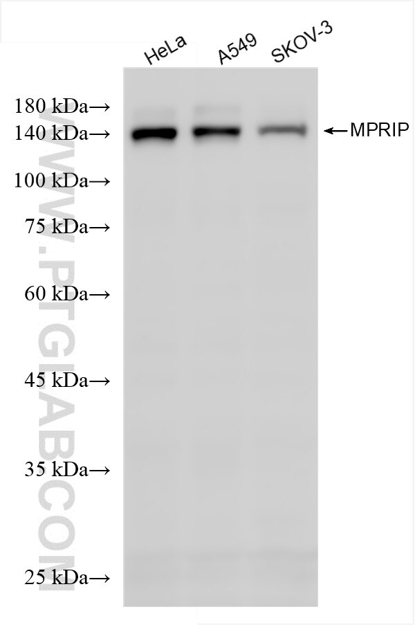 Western Blot (WB) analysis of various lysates using MPRIP Recombinant antibody (86033-1-RR)