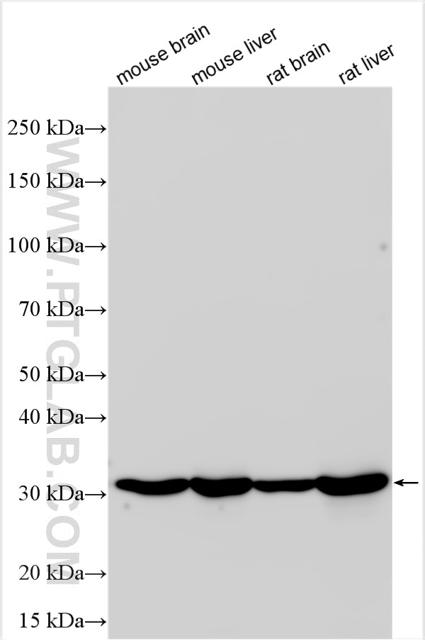 Various lysates were subjected to SDS PAGE followed by western blot with 33209-1-AP (MPST antibody) at dilution of 1:20000 incubated at room temperature for 1.5 hours. Western Blot (WB) analysis of various lysates using MPST Polyclonal antibody (33209-1-AP)