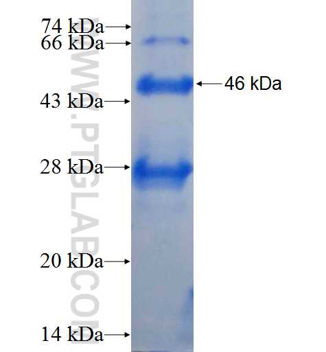 MPV17 fusion protein Ag0312 SDS-PAGE