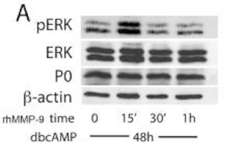 WB analysis of Schwann cells using 10572-1-AP