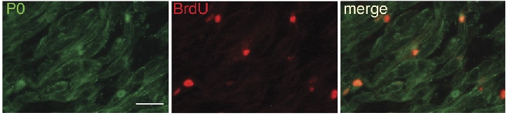 Immunofluorescence (IF) / fluorescent staining of myelinating SCs cells using MPZ / P0 Polyclonal antibody (10572-1-AP)