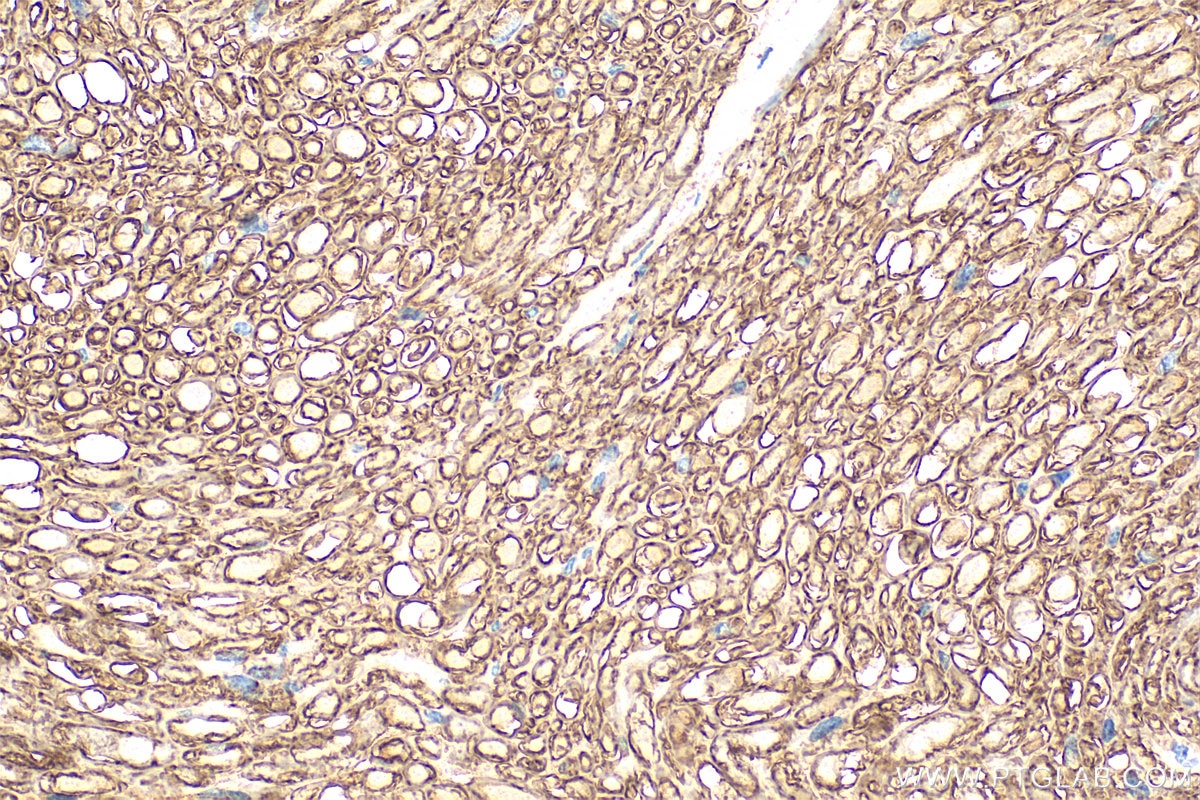 IHC staining of mouse Ischiadic nerve using 10572-1-AP Immunohistochemistry (IHC) staining of mouse Ischiadic nerve tissue using MPZ / P0 Polyclonal antibody (10572-1-AP)