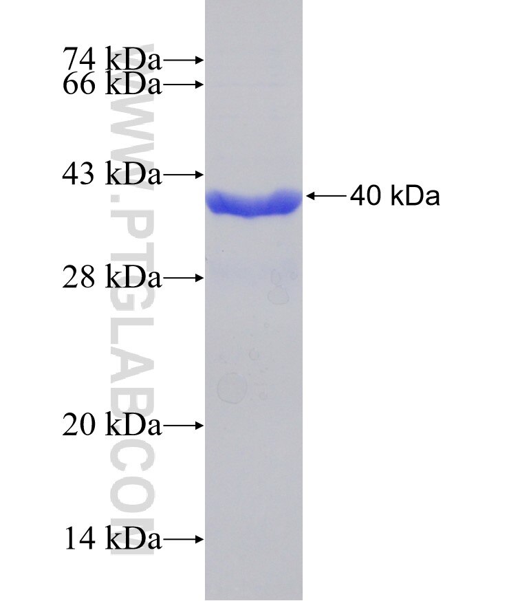 MPZL1 fusion protein Ag31532 SDS-PAGE