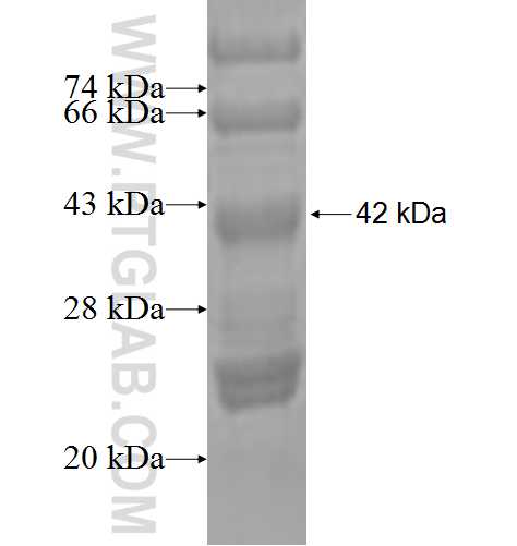 MPZL1 fusion protein Ag3791 SDS-PAGE