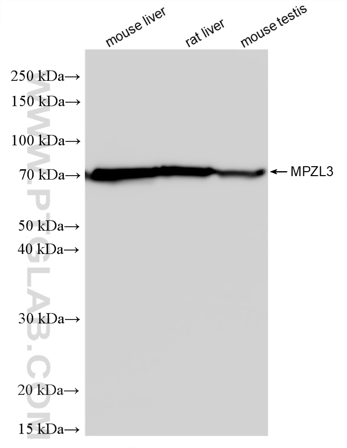 Various lysates were subjected to SDS PAGE followed by western blot with 25513-1-AP (MPZL3 antibody) at dilution of 1:1000 incubated at room temperature for 1.5 hours. Western Blot (WB) analysis of various lysates using MPZL3 Polyclonal antibody (25513-1-AP)