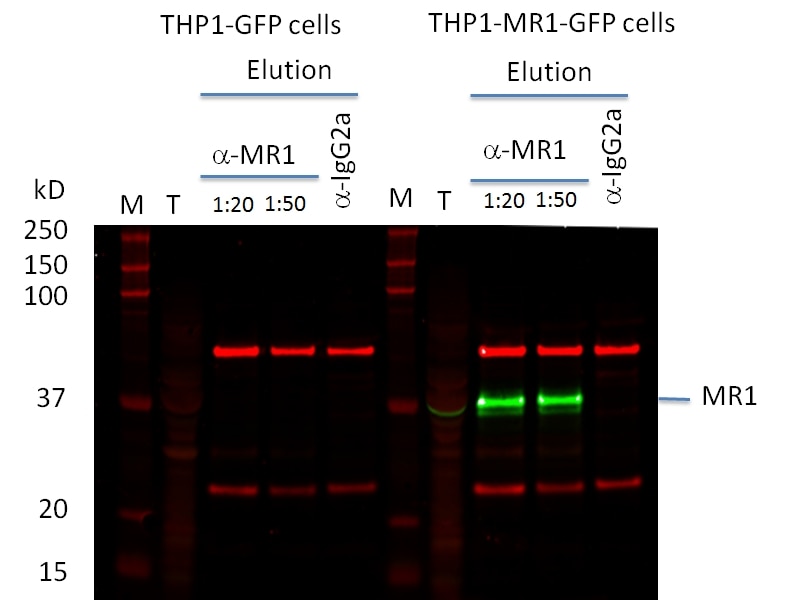 Western Blot (WB) analysis of THP-1 cells using MR1 Polyclonal antibody (13260-1-AP)
