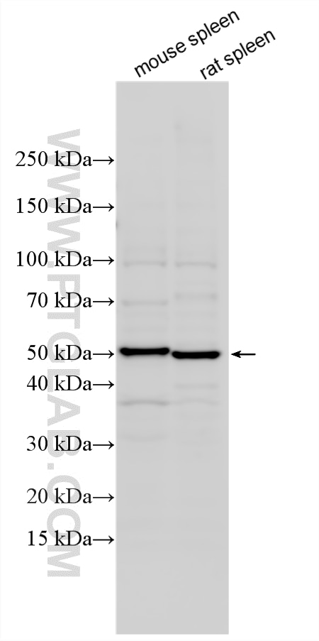 Western Blot (WB) analysis of various lysates using MR1 Polyclonal antibody (13260-1-AP)