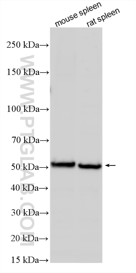 Western Blot (WB) analysis of various lysates using MR1 Polyclonal antibody (13260-1-AP)