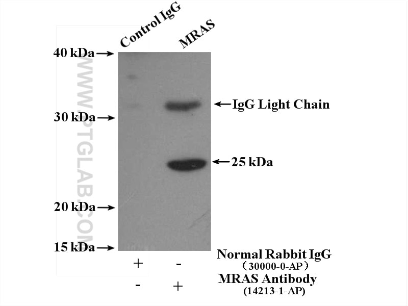Immunoprecipitation (IP) experiment of mouse brain tissue using MRAS Polyclonal antibody (14213-1-AP)
