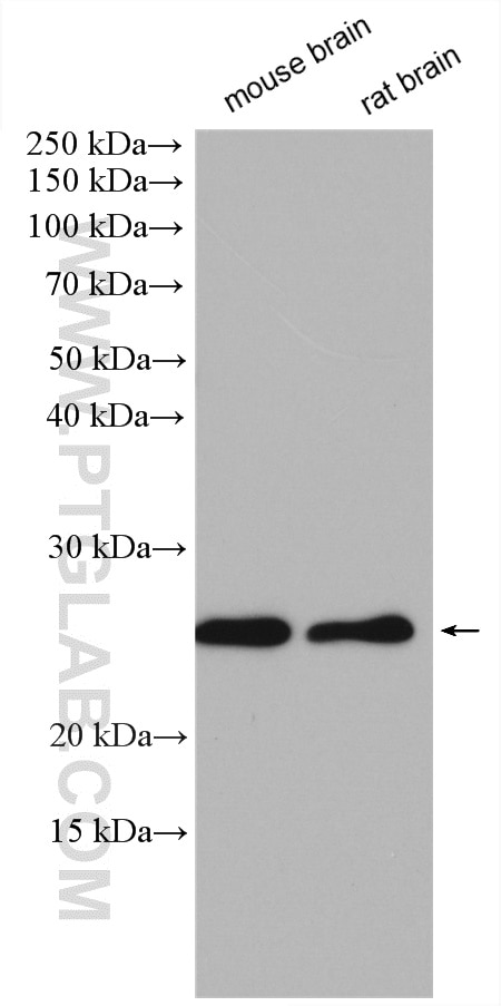 Western Blot (WB) analysis of various lysates using MRAS Polyclonal antibody (14213-1-AP)
