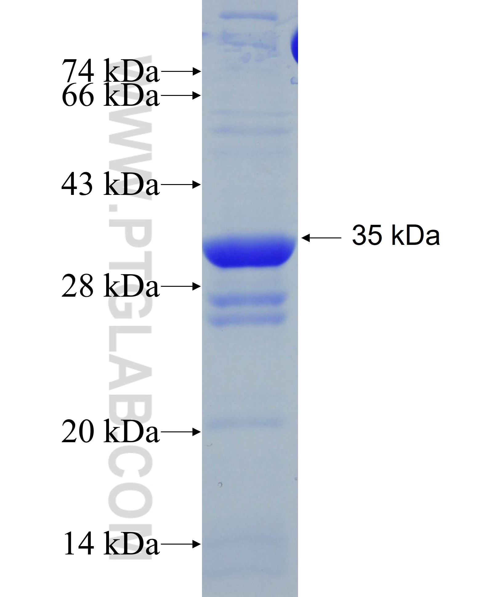 MRAS fusion protein Ag5433 SDS-PAGE