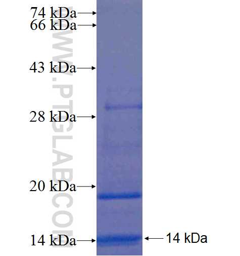 MRAS fusion protein Ag6262 SDS-PAGE
