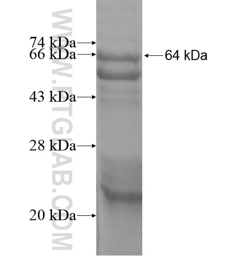MRC2 fusion protein Ag15570 SDS-PAGE