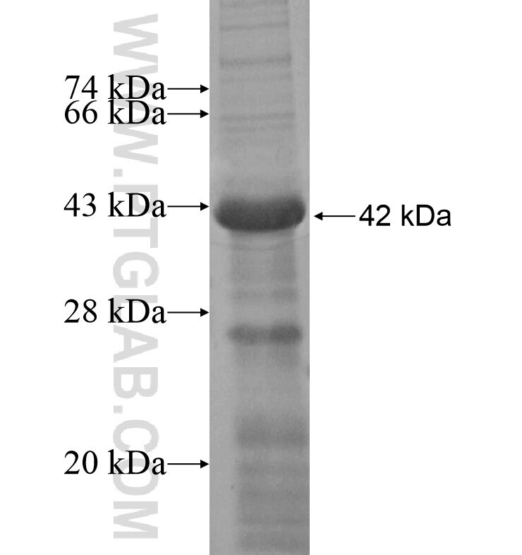 MRC2 fusion protein Ag16621 SDS-PAGE