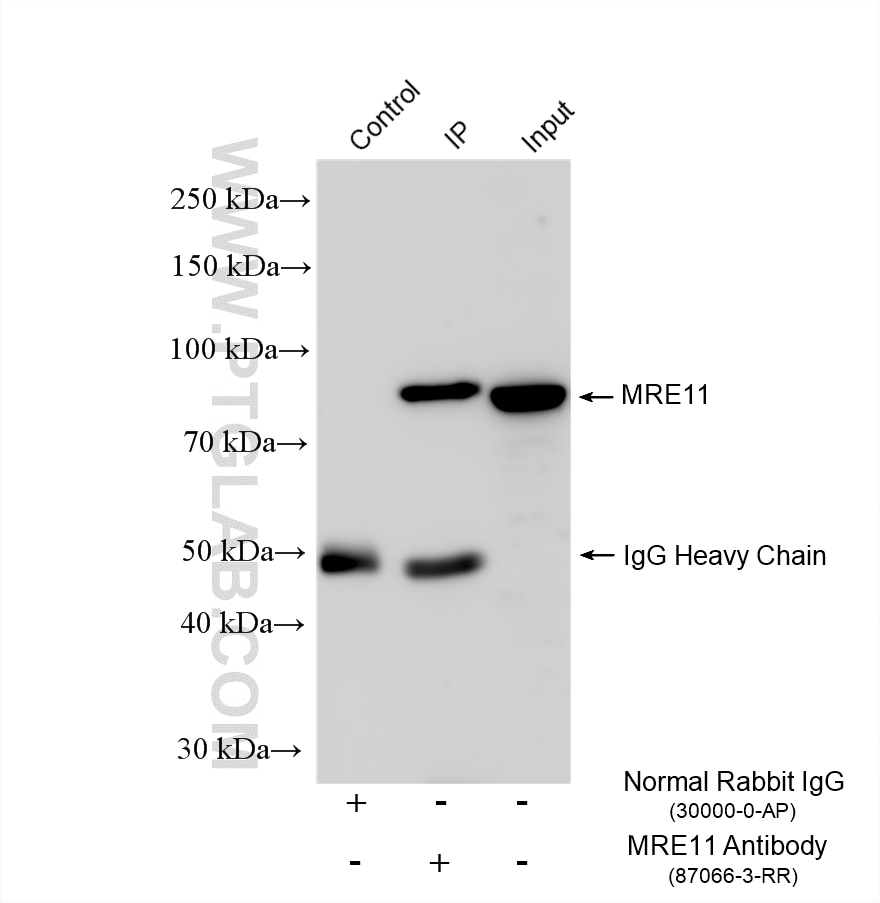 IP result of anti-MRE11 (IP:87066-3-RR, 4ug; Detection:87066-3-RR 1:2000) with HeLa cells lysate 1320 ug. Immunoprecipitation (IP) experiment of HeLa cells using MRE11 Recombinant monoclonal antibody (87066-3-RR)