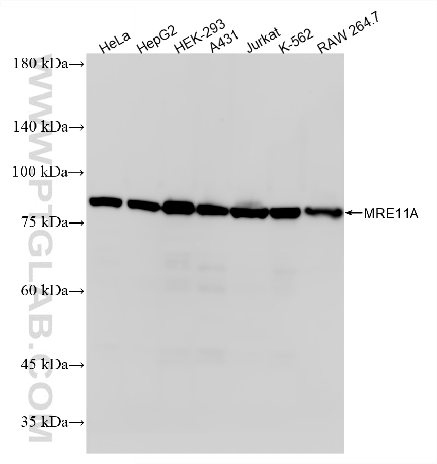 Various lysates were subjected to SDS PAGE followed by western blot with 87066-3-RR (MRE11A antibody) at dilution of 1:10000 incubated at room temperature for 1.5 hours. Western Blot (WB) analysis of various lysates using MRE11 Recombinant monoclonal antibody (87066-3-RR)