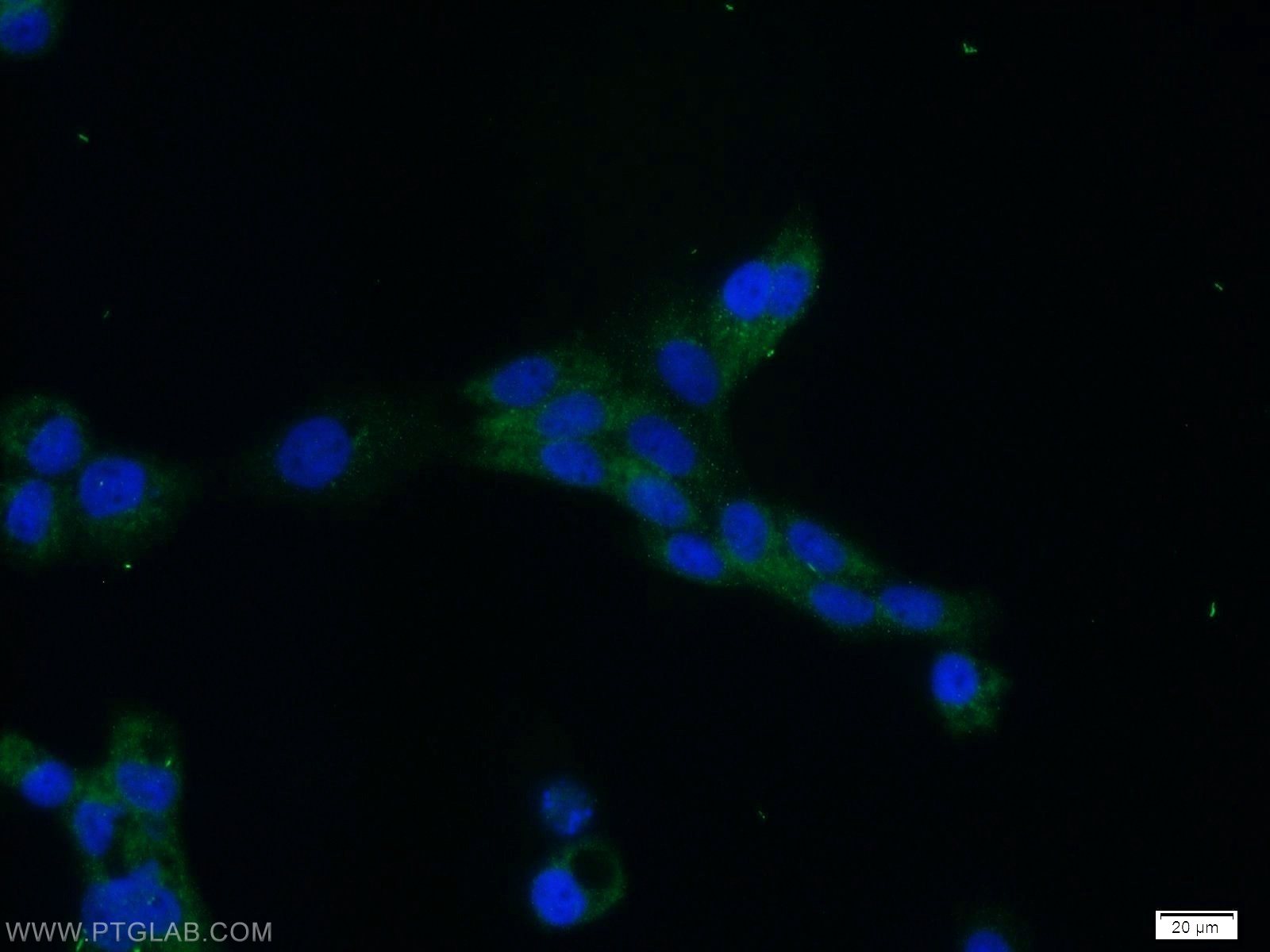 Immunofluorescence (IF) / fluorescent staining of A431 cells using MRE11 Polyclonal antibody (10744-1-AP)