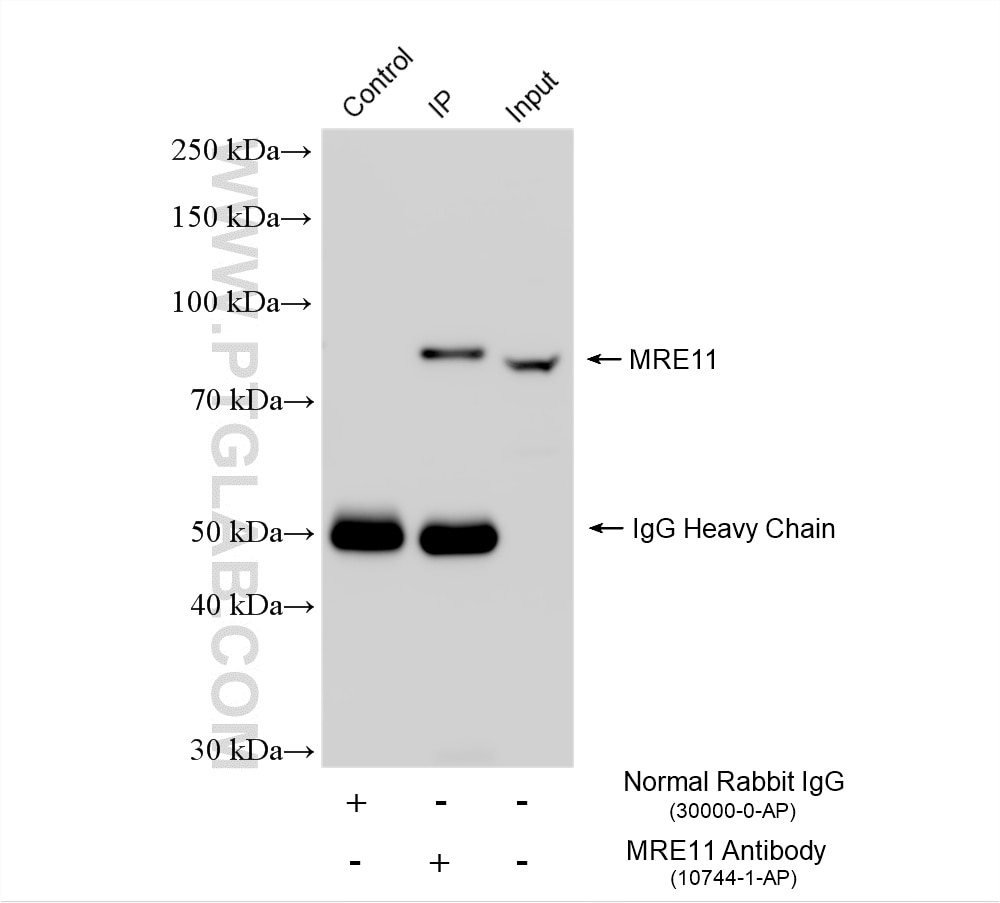 Immunoprecipitation (IP) experiment of HeLa cells using MRE11 Polyclonal antibody (10744-1-AP)