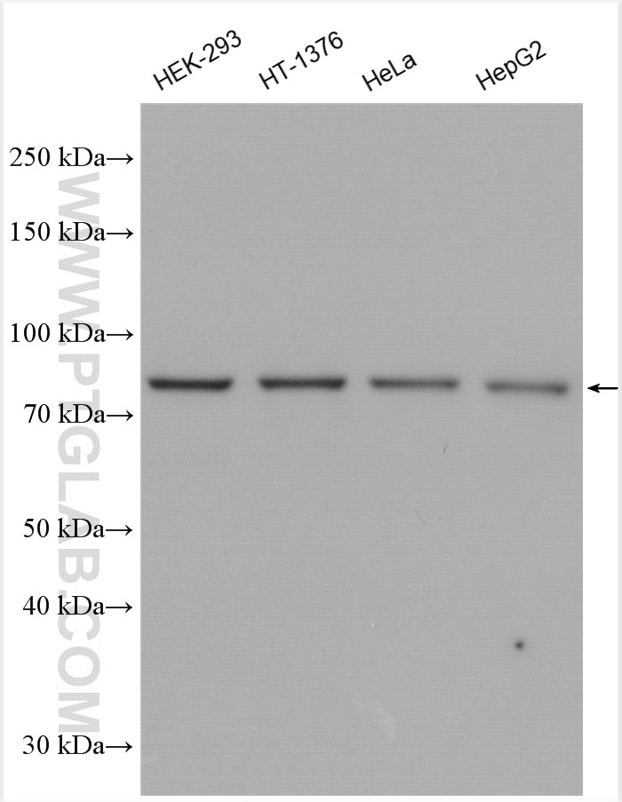 Western Blot (WB) analysis of various lysates using MRE11 Polyclonal antibody (10744-1-AP)