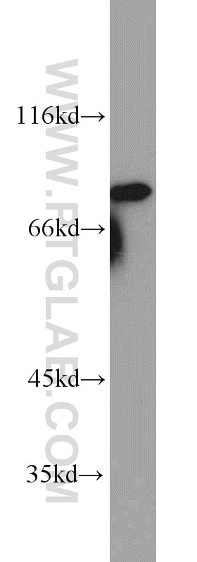 Western Blot (WB) analysis of A431 cells using MRE11 Polyclonal antibody (10744-1-AP)