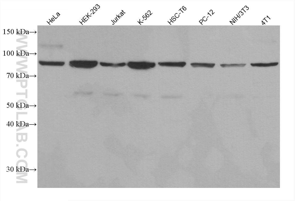 Western Blot (WB) analysis of various lysates using MRE11A Monoclonal antibody (67570-1-Ig)