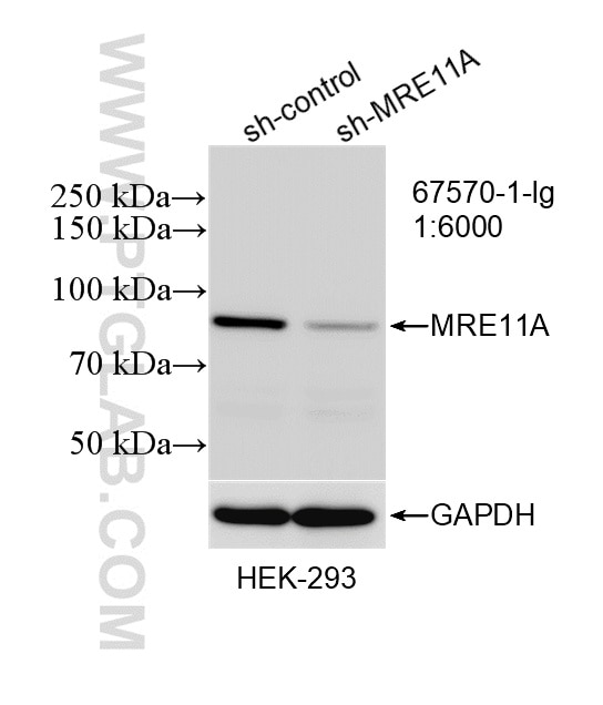 Western Blot (WB) analysis of HEK-293 cells using MRE11 Monoclonal antibody (67570-1-Ig)