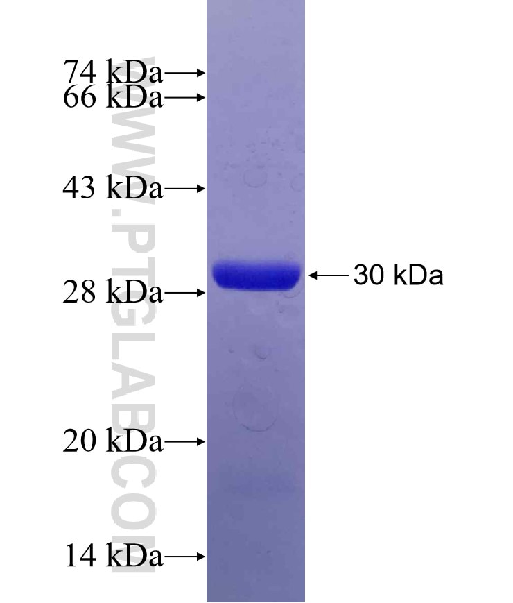 MRE11A fusion protein Ag28847 SDS-PAGE