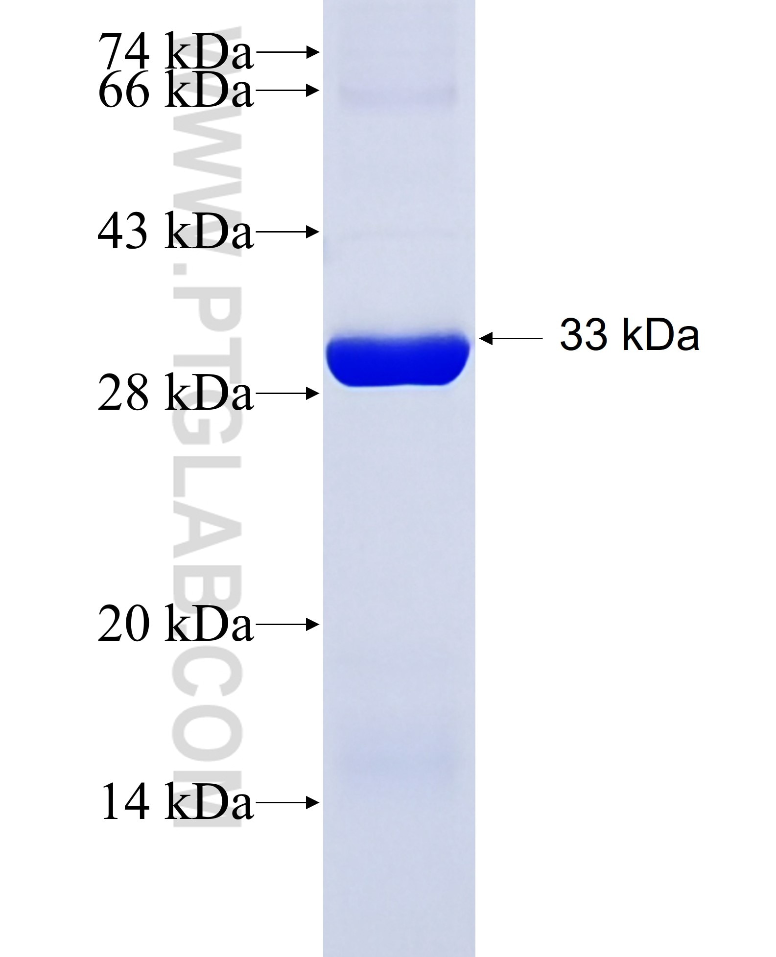 MRE11A fusion protein Ag28847 SDS-PAGE