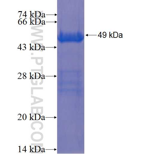 MRE11A fusion protein Ag1105 SDS-PAGE