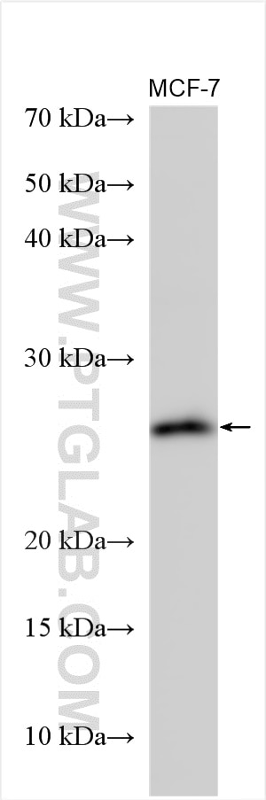 Western Blot (WB) analysis of various lysates using MREG Polyclonal antibody (14207-1-AP)