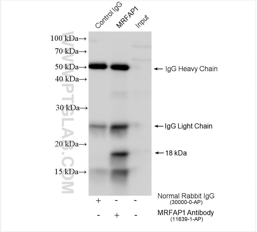 Immunoprecipitation (IP) experiment of Jurkat cells using MRFAP1 Polyclonal antibody (11639-1-AP)