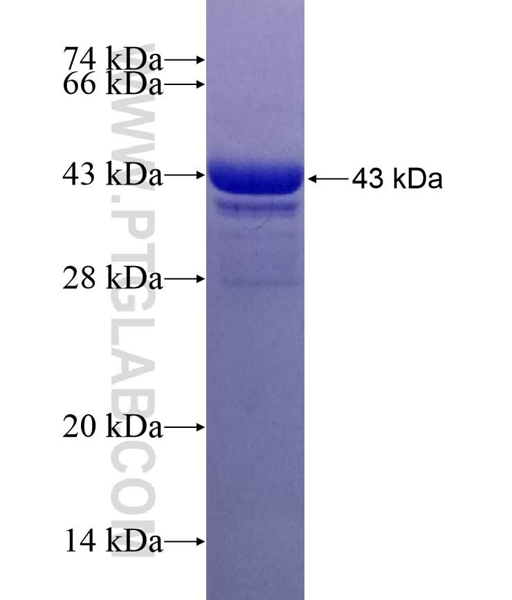 MRFAP1 fusion protein Ag2227 SDS-PAGE
