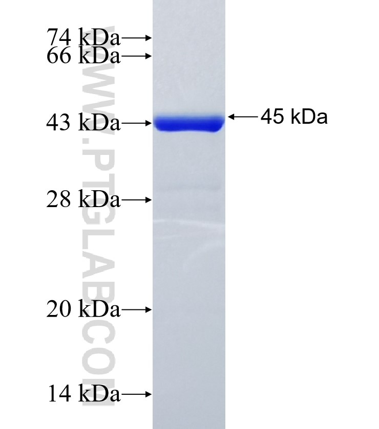 MRFAP1L1 fusion protein Ag10217 SDS-PAGE