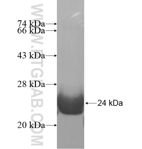 MRFAP1L1 fusion protein Ag10246 SDS-PAGE