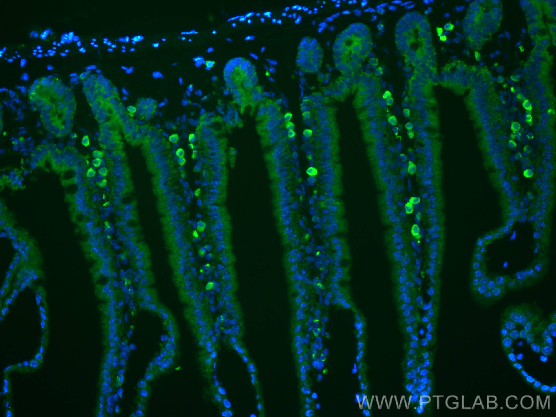 Immunofluorescence (IF) / fluorescent staining of mouse small intestine tissue using MRGPRD Polyclonal antibody (23640-1-AP)