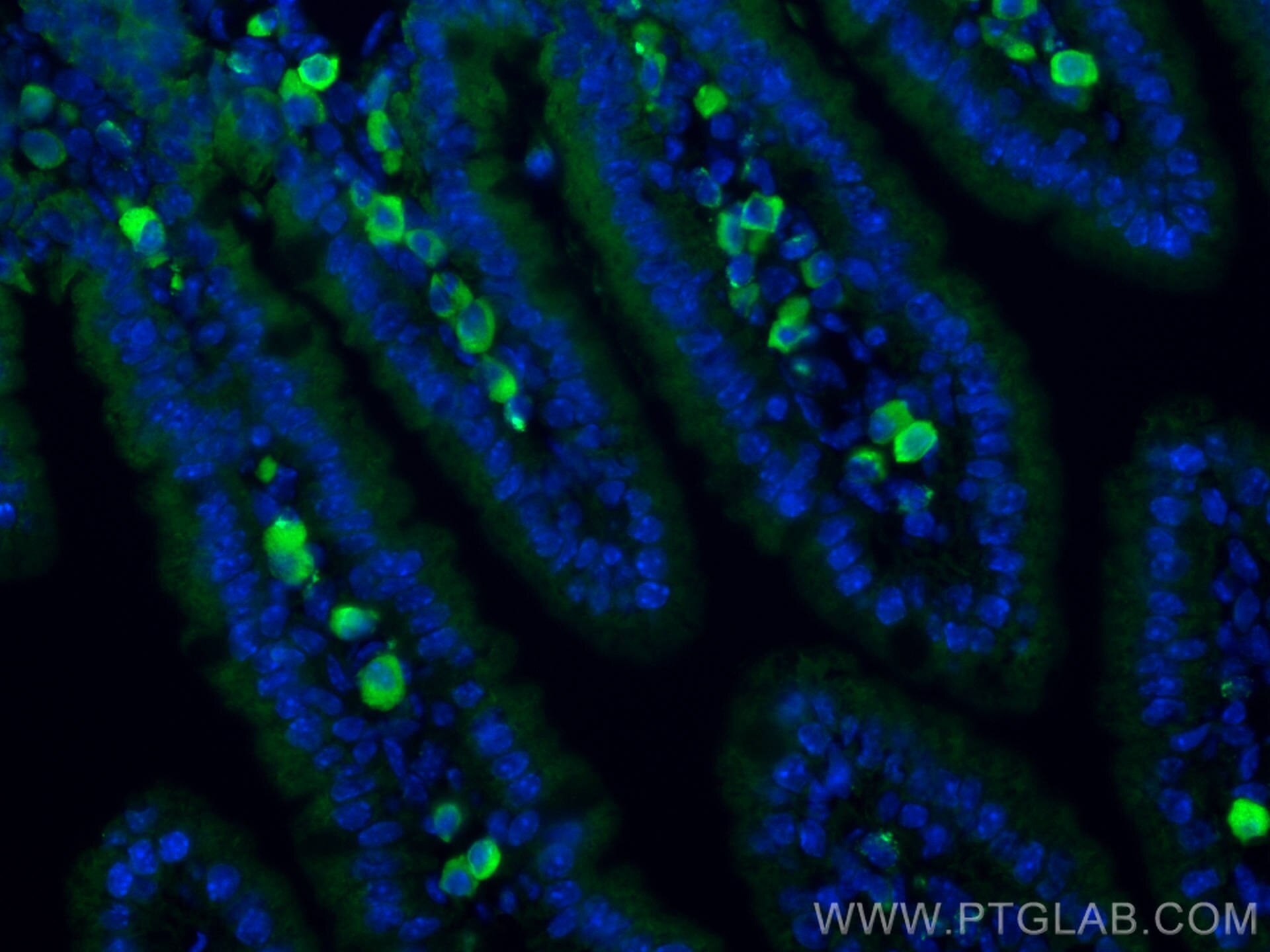 Immunofluorescence (IF) / fluorescent staining of mouse small intestine tissue using MRGPRD Polyclonal antibody (23640-1-AP)