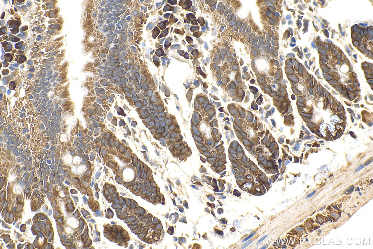 Immunohistochemistry (IHC) staining of mouse small intestine tissue using MRGPRD Polyclonal antibody (23640-1-AP)