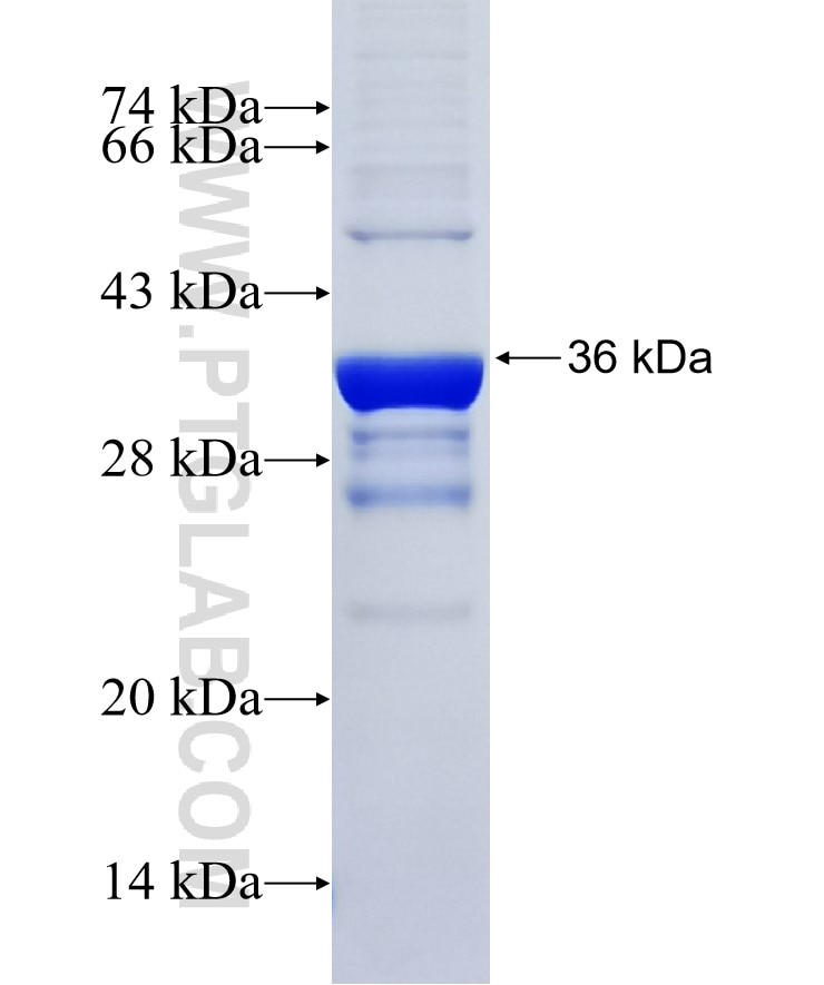 MRGPRD fusion protein Ag20316 SDS-PAGE