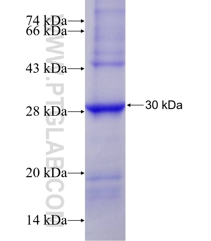 MRGPRE fusion protein Ag24913 SDS-PAGE