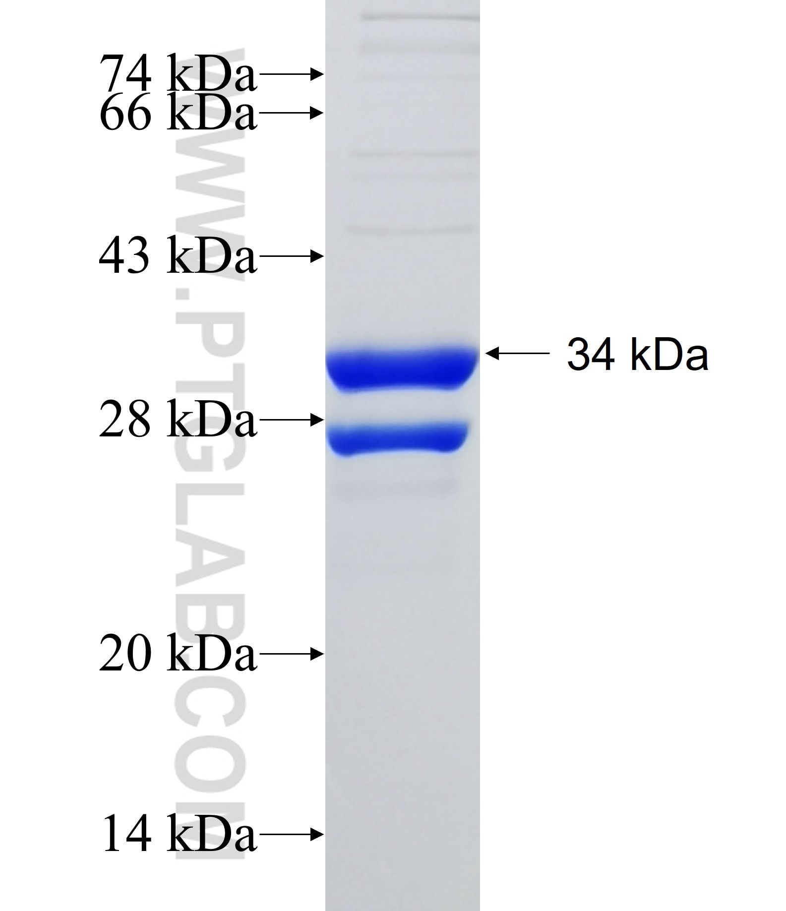 MRGPRF fusion protein Ag26661 SDS-PAGE