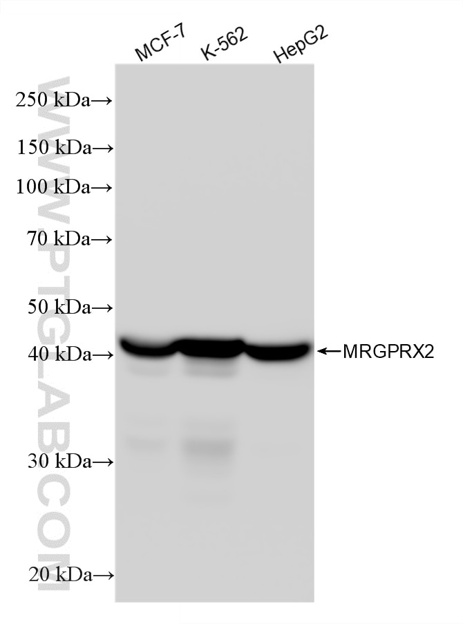 WB analysis using 87742-1-RR (same clone as 87742-1-PBS) Western Blot (WB) analysis of various lysates using MRGPRX2 Recombinant monoclonal antibody (87742-1-RR)