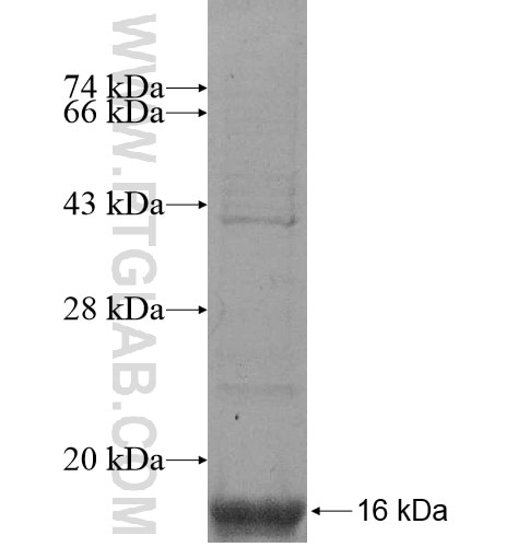 MRGPRX3 fusion protein Ag12285 SDS-PAGE
