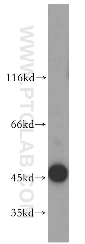 Western Blot (WB) analysis of HT-1080 cells using MRI1 Polyclonal antibody (19916-1-AP)