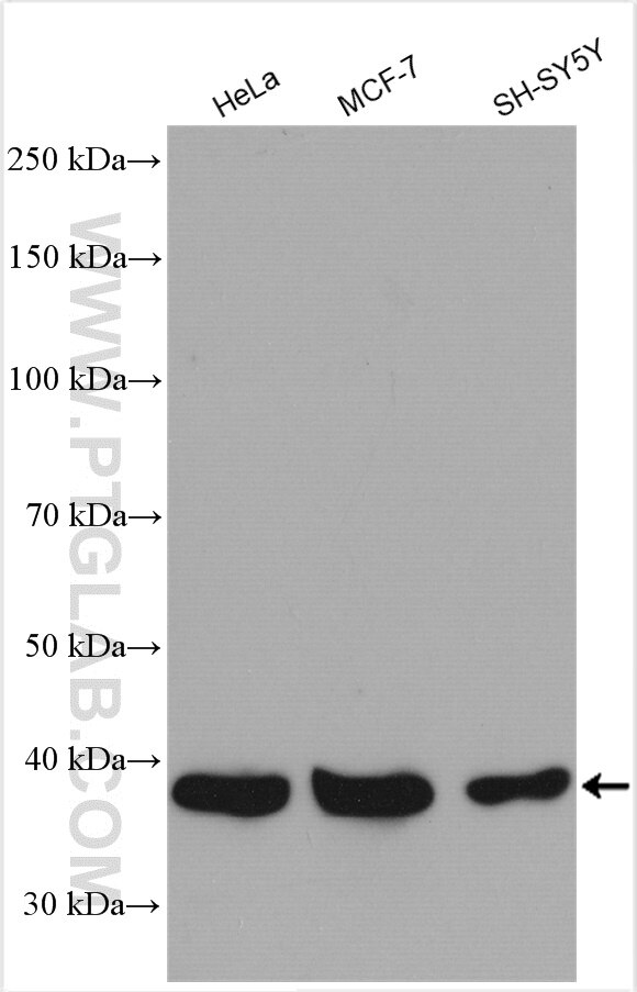 Western Blot (WB) analysis of various lysates using MRM1 Polyclonal antibody (16392-1-AP)