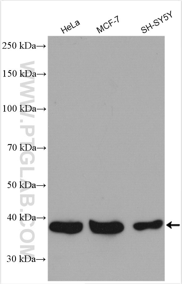 WB analysis using 16392-1-AP