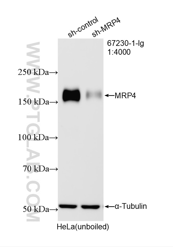 WB analysis of HeLa using 67230-1-Ig Western Blot (WB) analysis of HeLa cells using MRP4 Monoclonal antibody (67230-1-Ig)