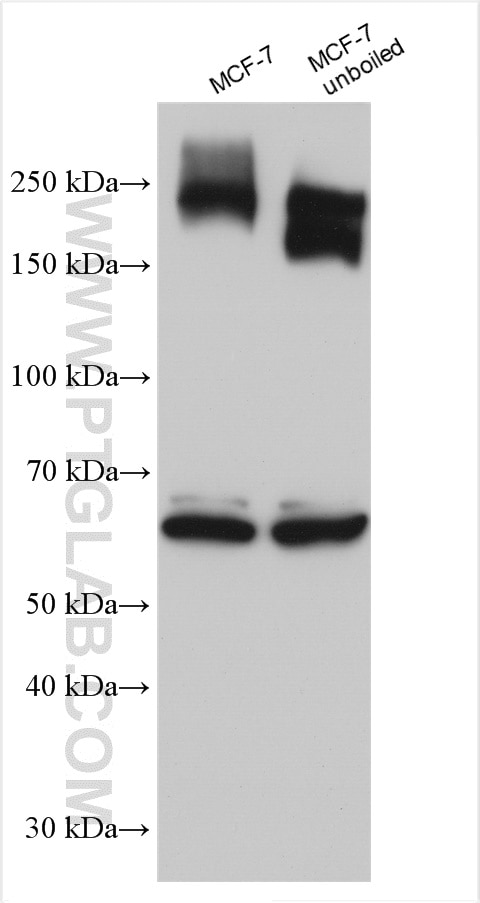 Western Blot (WB) analysis of various lysates using ABCC5 Polyclonal antibody (29792-1-AP)