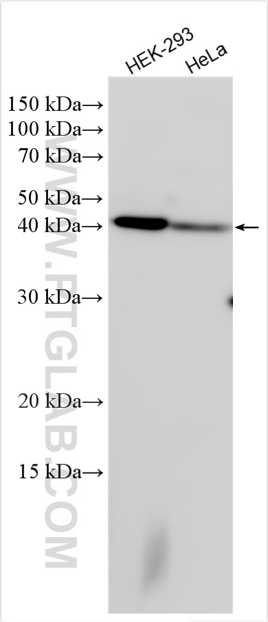 Western Blot (WB) analysis of various lysates using MRP63 Polyclonal antibody (21617-1-AP)